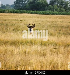 Ein Reh auf einem Wiesenfeld Stockfoto