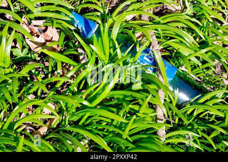 Nahaufnahme einer leeren grünen Bierflasche, die gedankenlos weggeworfen wurde und nun durch die grünen Triebe des Frühlings verdeckt und versteckt wird. Stockfoto