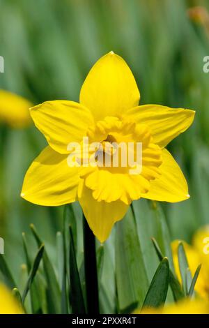 Daffodil (Narzisse), Nahaufnahme einer einzelnen, einsamen Blume von vielen gepflanzt, um eine Darstellung der Frühlingsfarbe in einem öffentlichen Park zu bieten. Stockfoto