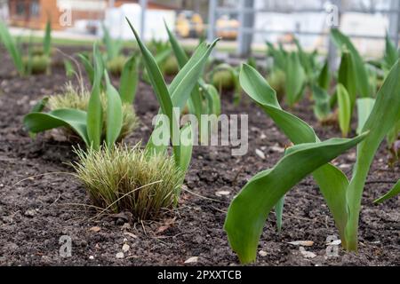 Ein Feld grüner Pflanzen mit dem Wort Tulpen auf dem Boden Stockfoto