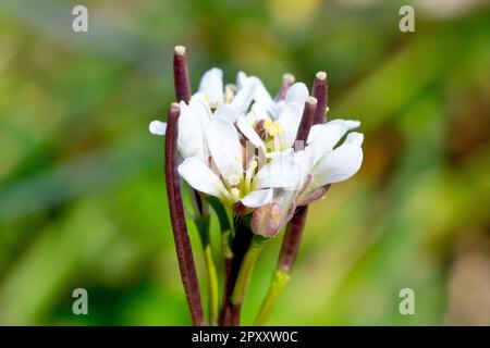 Haarige Bitterkresse (cardamine hirsuta), Nahaufnahme der kleinen weißen Blüten und Sämlinge der gewöhnlichen Graslandpflanze. Stockfoto