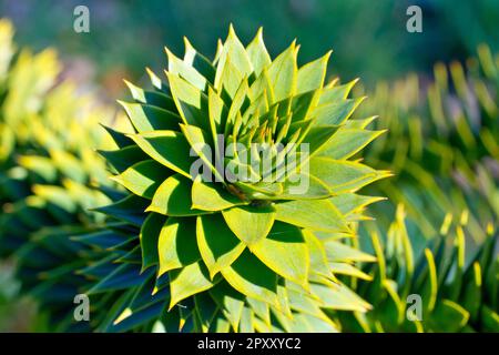 Affenpuzzle oder Chilenische Kiefer (araucaria araucana), Nahaufnahme mit dem Ende eines Zweiges und den scharfen, dreieckigen Blättern, die ihn bedecken. Stockfoto