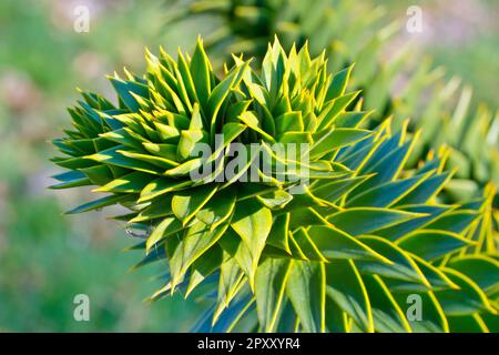 Affenpuzzle oder Chilenische Kiefer (araucaria araucana), Nahaufnahme mit dem Ende eines Zweiges und den scharfen, dreieckigen Blättern, die ihn bedecken. Stockfoto