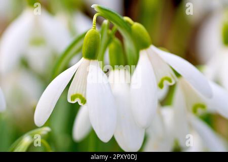 Schneeglöckchen (galanthus nivalis), Nahaufnahme einer einzelnen Blume unter vielen mit begrenzter Feldtiefe. Stockfoto