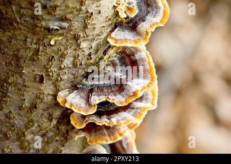 Turketail fungus (Trametes versicolor), Nahaufnahme des Fruchtkörpers des Pilzes, der seitlich eines Baumstumpfes wächst. Stockfoto