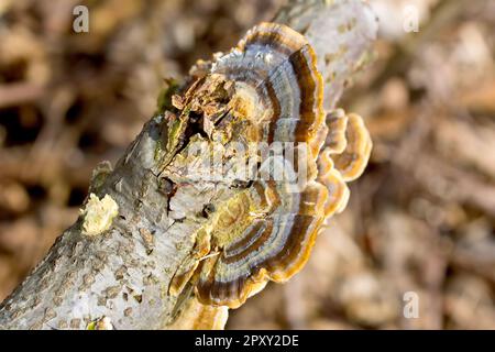 Turketail fungus (Trametes versicolor), Nahaufnahme des Fruchtkörpers des Pilzes, der aus einem verrotteten Ast wächst. Stockfoto