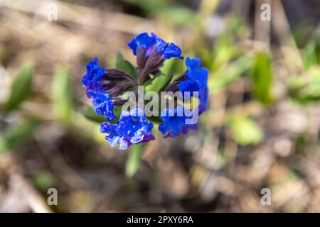 Medunitsa (Pulmonaria officinalis) ist eine Heilpflanze aus der Familie der Boraginaceae. Die Pflanze wird in der alternativen Medizin eingesetzt. Wunderschöne blaue Blumen. Stockfoto