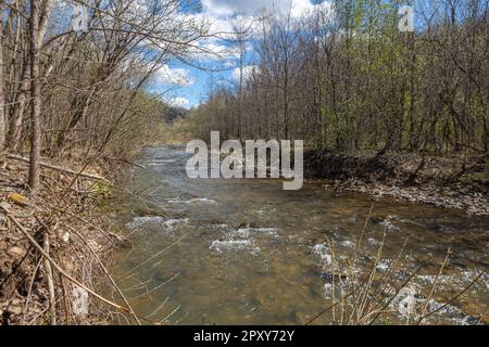 Ein Bergbach mit stürmischem Wasser fließt durch die Wälder im Reservat Stockfoto