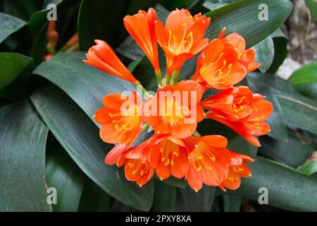 Clivia ist eine Gattung von Monocot blühenden Pflanzen, die im südlichen Afrika heimisch sind. Sie sind aus der Familie Amaryllidaceae, der Unterfamilie Amaryllidoid Stockfoto