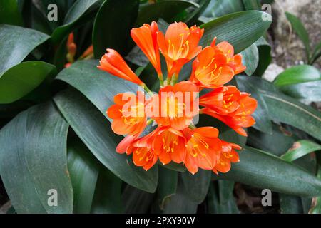 Clivia ist eine Gattung von Monocot blühenden Pflanzen, die im südlichen Afrika heimisch sind. Sie sind aus der Familie Amaryllidaceae, der Unterfamilie Amaryllidoid Stockfoto
