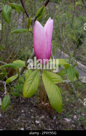 Magnolia StarWars Stockfoto
