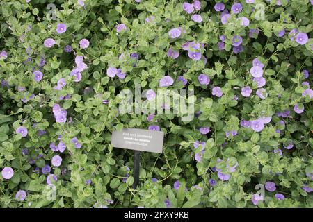 Blaues Steinbindeweed - Convovulus Sabatius Stockfoto