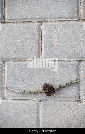 Ein Kiefernkegel sitzt auf einem Ast auf einer Ziegelstraße. Stockfoto