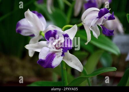 Leuchtend weiße Orchidee mit leuchtend violetten Blütenblättern und grünen Blättern, die im Sommer und Herbst blühen Stockfoto