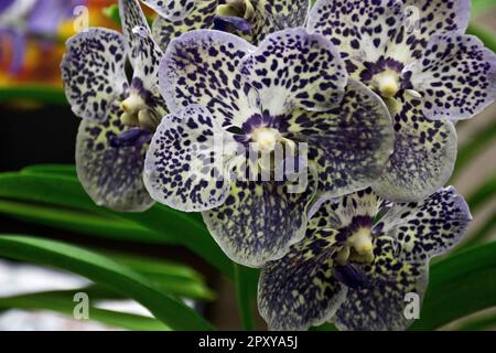Exotische bunte dunkle Orchideenvanda mit violetten Blütenblättern, die im Sommer und Herbst blühten Stockfoto