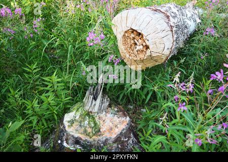 Ein Baum, der von einem Biber genagt wurde. Beschädigte Rinde und beschädigtes Holz. Die Arbeit eines Bibers für den Bau eines Dammes. Taiga-Biom. Die gefallene große Birke. Jagd und Fischchen Stockfoto