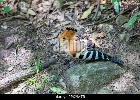 Madagaskar-Hoopoe (Upupa marginata), eine Art von Hoopoe in der Familie Upupidae. Einheimischer Vogel, der auf dem Boden sitzt. Isalo-Nationalpark, Madagaskar-Wildtiere Stockfoto