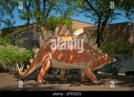 „Steggy“, das beliebte vollwertige Stegasaurus-Modell außerhalb des Cleveland Museum of Natural History, trägt einen neuen, helleren Anstrich. Stockfoto