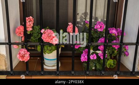 Fensterbasis in der Stadt mit Töpfen und schwarzen Bars Stockfoto