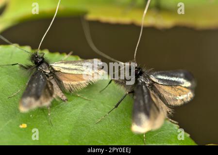 Zwei Grünlanghorn-Männchen (Adela reaumurella) auf einem grünen Blatt mit gespreizten Flügeln, Paarungszeit, Insektenfotografie, Makro, Biodiversität, Schmetterlinge Stockfoto
