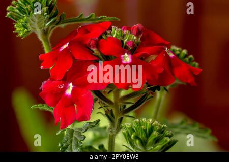 Gartenverbena (Verbena hybrida), rote Blumen einer beliebten Zierpflanze, delikater, eleganter romantischer Hintergrund, Blumen in voller Blüte aus nächster Nähe Stockfoto