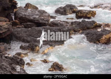 Rotschnabel-Tropicbird im Flug Stockfoto