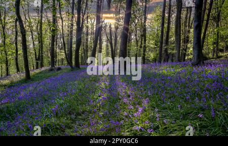 Sonnenuntergang über den Bluebells im Ten Acre Wood in der Nähe von Margam County Park, Port Talbot, South Wales, Großbritannien Stockfoto