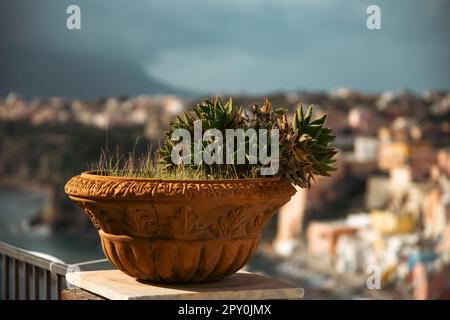 Klassischer Topf mit Kaktus und bunten Häusern von Procida im Hintergrund. Stockfoto