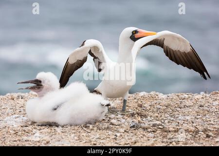 nazca-Sprösslinge in galapagos, ecuador Stockfoto