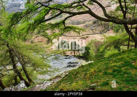 Bäume an der Seite von Castle Crag, mit Blick auf Borrowdale, in der Nähe von Grange, Lake District, Cumbria Stockfoto