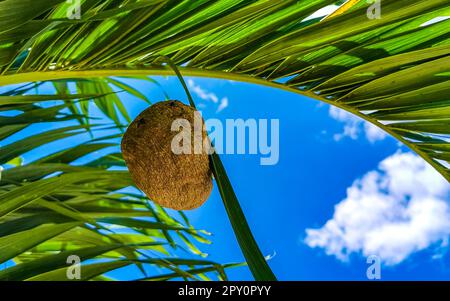 Das Bienennest hängt auf Palmenblättern in Playa del Carmen Quintana Roo Mexiko. Stockfoto