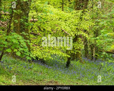 Englische Blauzungen, Hyacinthoides non-scripus, unter einem Quelldach aus Buche, Fagus sylvatica, in einem Plymouth, Devon, UK-Wald Stockfoto