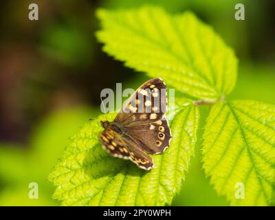 Ausgewachsener gesprenkelter Holzschmetterling, Pararge Aegeria, Frühlingsbrut, ruht auf einem Bromble-Blatt Stockfoto