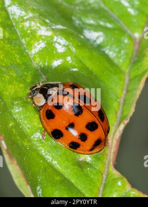 Erwachsene, mehrfleckige schwarze auf roten Flügeln Fälle von invasiven in der britischen Harlequin Ladybird, Harmonia axyridis var succinea Stockfoto