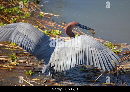 Goliathreiher / Goliath Reiher / Ardea goliath Stockfoto