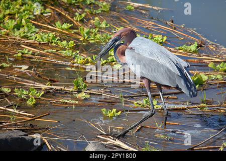 Goliathreiher / Goliath Reiher / Ardea goliath Stockfoto