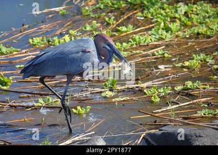 Goliathreiher / Goliath Reiher / Ardea goliath Stockfoto