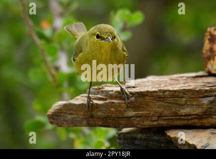 Mexiko, Baja California, Vermivora celata, Orangenkronen-Krieger Stockfoto