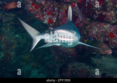 Junger grauer Riffhai, Carcharhinus amblyrhynchos, in Unterwasserhöhlen, Mahaiula, Nord-Kona, Hawaii ( The Big Island ), USA ( Pazifik ) Stockfoto