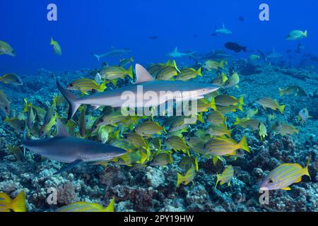 Juvenile graue Riffhaie, Carcharhinus amblyrhynchos, mit Blaustreifenschnapper oder Taape, Lutjanus kasmira, Mahaiula, Nordkona, Hawaii, Große Insel Stockfoto