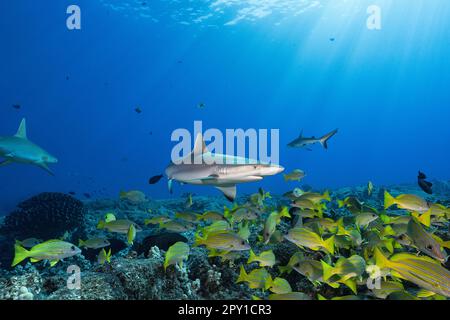 Junge graue Riffhaie, Carcharhinus amblyrhynchos und Blaustreifenschnapper oder Taape, Lutjanus Kasmira, Mahaiula, North Kona, Hawaii (die große Insel) Stockfoto