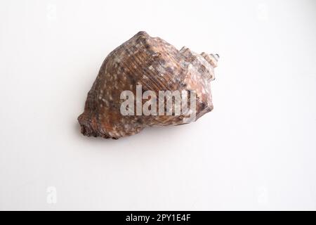 Rapana, Gattung der fleischfressenden Meeresschnecken der Muricidae. Die Schale ist weitgehend oval, grau-braun mit spiralförmigen Rippen und axial Stockfoto