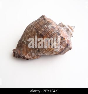 Rapana, Gattung der fleischfressenden Meeresschnecken der Muricidae. Die Schale ist weitgehend oval, grau-braun mit spiralförmigen Rippen und axial Stockfoto