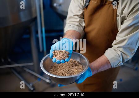 Nahaufnahme männlicher Hände in Gummihandschuhen mit Weizenkörnern. Industriebrenner bereitet Bier- und Malzernte für die Brauerei zu Stockfoto