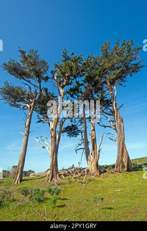 Monterey Cypress auf einem Wind Swept Hill in Point Reyes National Seashore in Kalifornien Stockfoto