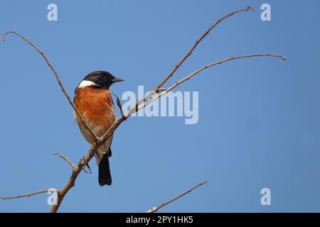 Afrikanisches Schwarzkehlchen / Afrikanisches Stonechat / Saxicola torquatus Stockfoto