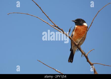 Afrikanisches Schwarzkehlchen / Afrikanisches Stonechat / Saxicola torquatus Stockfoto