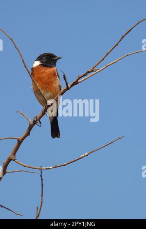 Afrikanisches Schwarzkehlchen / Afrikanisches Stonechat / Saxicola torquatus Stockfoto