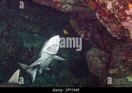 Juvenile graue Riffhaie, Carcharhinus amblyrhynchos, gereinigt von endemischen hawaiianischen Putzflosser, Labroides phthirophagus, North Kona, Hawaii Stockfoto