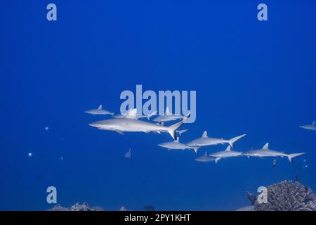 Die Schule jugendlicher grauer Riffhaie, Carcharhinus amblyrhynchos, Mahaiula, North Kona, Hawaii (die große Insel), USA, Central North Pacific Stockfoto